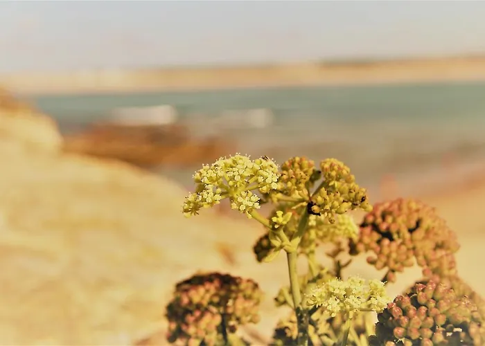 Casa Alegria By Cosycasa Peniche